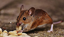 24 Hour & Emergency Exterminators in Line Lexington, PA